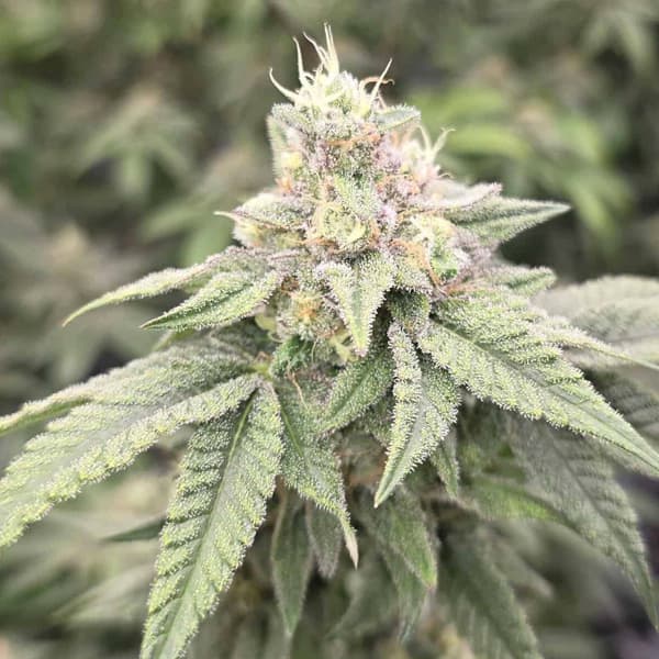 Japanese Tea Seed > Bask Triangle Farms | Regular Cannabis   |  Hybrid